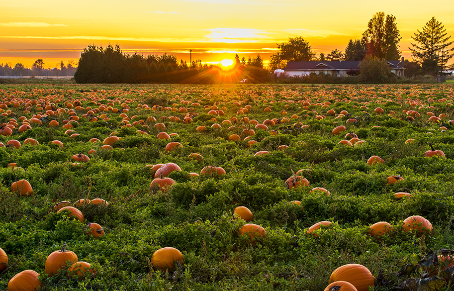 Fall Activities in Derby: 3 Ways Families Can Enjoy the Season