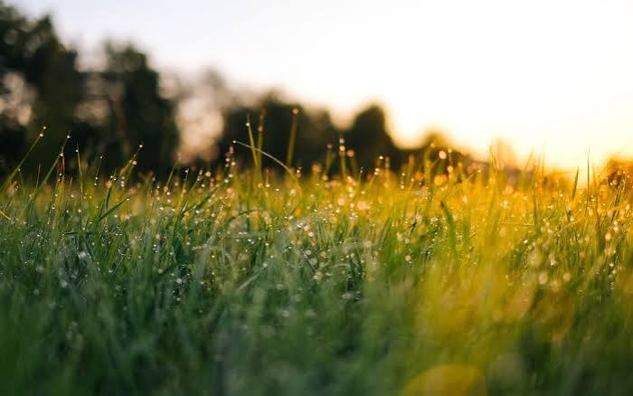 Lawn Care Mistakes to Avoid During a Derby Heat Wave